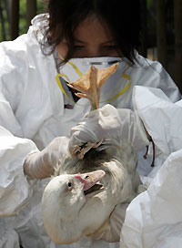 A Thai livestock official tests a duck at a farm in Nakhon Prathom province, south of Bangkok, on Wednesday.?A farmer died from bird flu after contact with infected poultry, taking the country抯 death toll from the virus to 13, Thai Prime Minister Thaksin Shinawatra said yesterday.?AFP