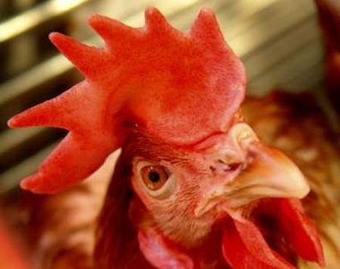 A chicken looks out from a cage at a chicken market in Beijing October 22, 2005. 