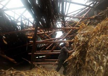 A Cuban farmer sorts food for his animals in his tobacco house destroyed by a tornado in Calderon in Pinar del Rio province, Cuba October 21, 2005. 