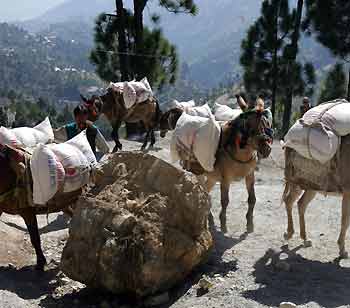 Mules carrying food supplies to mountain villages avoid a rock on a mountain road damaged by the October 8 earthquake near Arriala village, about 20 km (12 miles) north of earthquake-devastated Muzaffarabad, capital of Pakistan-administered Kashmir, October 22, 2005. With mountain roads still blocked by landslides two weeks after the catastrophic earthquake in northern Pakistan and winter approaching, mules are one of the only ways to get emergency food supplies to cut off villages. [Reuters]