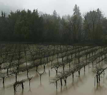 A vineyard is flooded in Guerneville, California, January 3, 2006. Two powerful storms over the weekend swelled rivers and caused flooding, mudslides and evacuations across Northern California resulting in an estimated tens of millions of dollars in damage. 