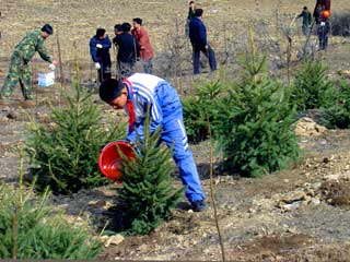 Tree-planting campaign in Benxi