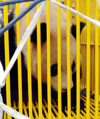 Giant panda born in Japan returns to ancestral China