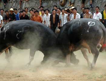 Bullfighting competition held in Southwest China