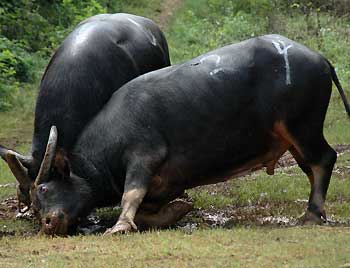 Bullfighting competition held in Southwest China