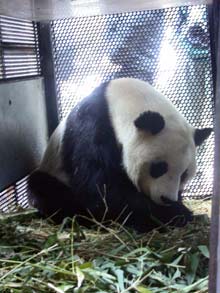 US-born giant panda settles down at new home