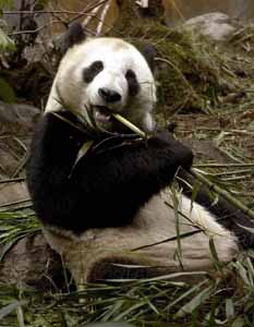 US-born panda starts new life in Wolong, China