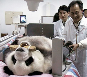 Panda check-ups