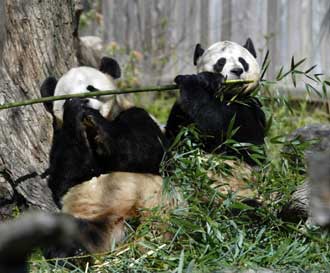 Panda Month in Washington