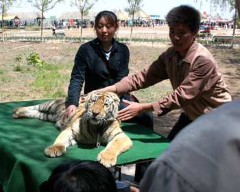 Tiger exhausted during Golden Week