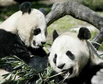 Survey: China has over 1,750 giant pandas