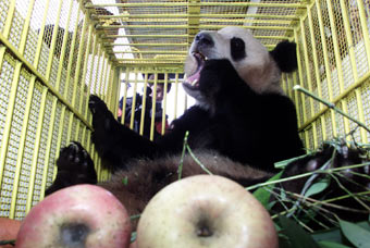 Japan-born panda cub happy back