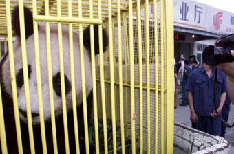 Giant Panda returns home