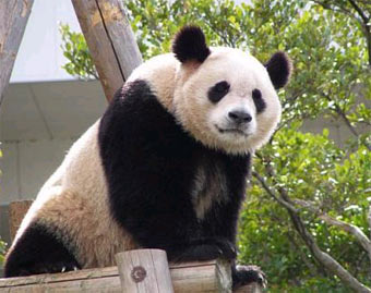 Giant Panda returns home