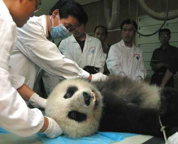 Nine giant pandas get medical examinations in Shaanxi