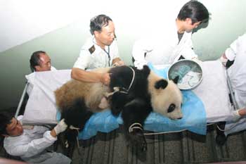 Nine giant pandas get medical examinations in Shaanxi