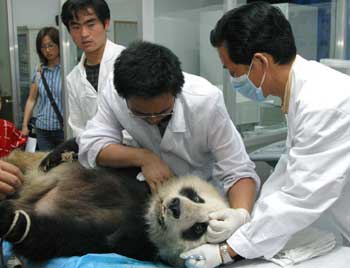 Nine giant pandas get medical examinations in Shaanxi