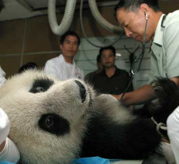 Nine giant pandas get medical examinations in Shaanxi