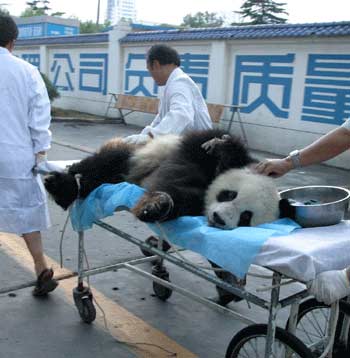 Nine giant pandas get medical examinations in Shaanxi