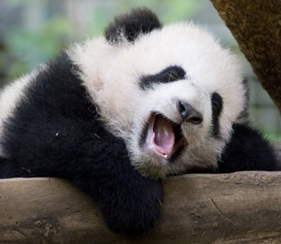 Panda cub on show at US zoo