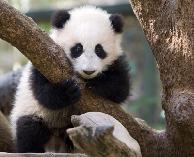 Panda cub on show at US zoo