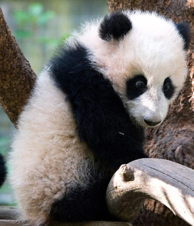 Panda cub on show at US zoo