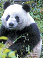 Pandas take giant step 