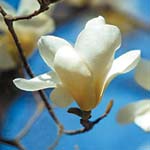 Temple blossoms for spring