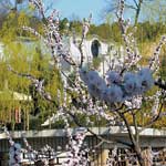 Temple blossoms for spring