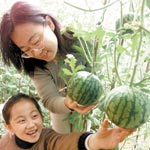 Festival celebrates wonderful watermelons