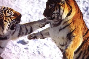 Tiger spotting in the snow