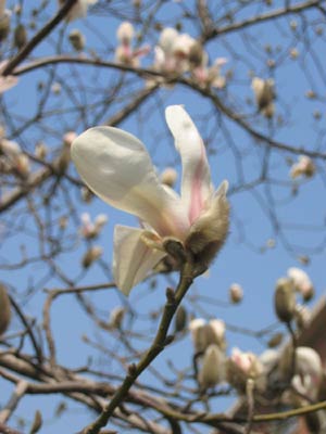 Magnolia blossoms