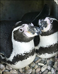 Germany's gay zoo penguins still fending off female advances