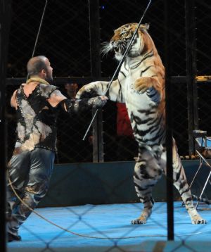 Funny tiger performances at Wuqiao International Circus Festival