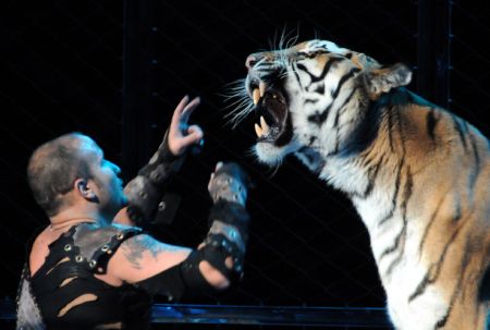 Funny tiger performances at Wuqiao International Circus Festival