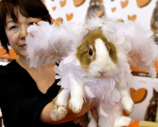 Japan rabbit fashion show<BR>日本兔子时装大赛(图)