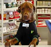 Dog works at gas station<BR>美加油站小狗当服务员