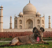 Dog travels across world<BR>宠物狗六个月环游世界