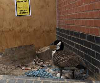 Construction halted for goose<BR>英工程为母鹅孵蛋让路