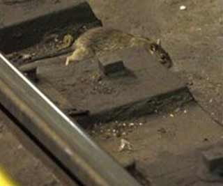 NY subway apartment for rats<BR>纽约地铁成老鼠公寓楼