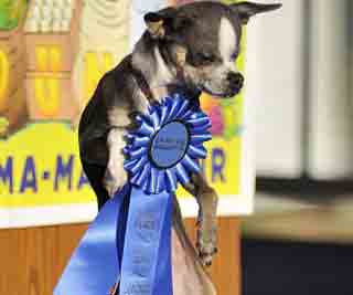 Chihuahua crowned ugliest dog<BR>驼背吉娃娃获丑狗冠军