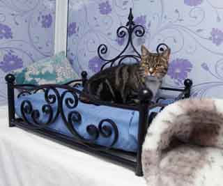 Luxury cat hotel opens<BR>猫咪专享豪华宾馆(图)