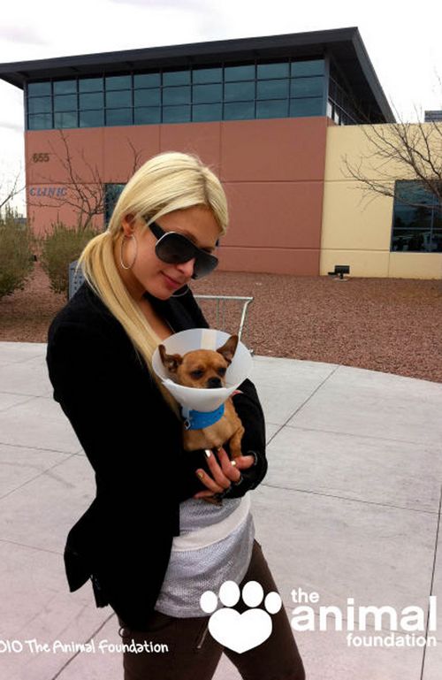 Paris Hilton adopts a dog