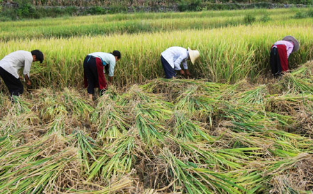 Middle-season rice harvested in Guangxi