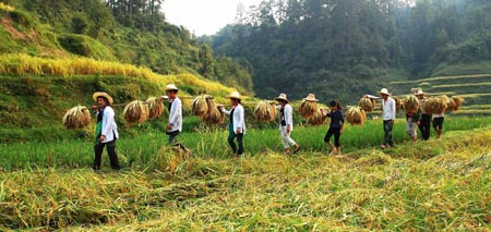 Rice harvest in Guizhou