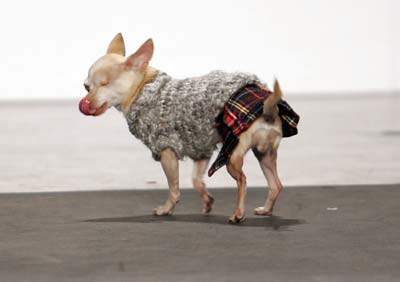 dress, fashion, kilt, show,dog