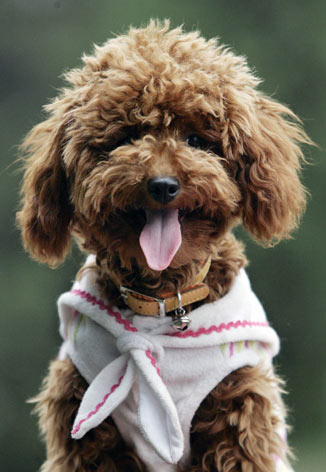 A poodle named "Dollar" sits at the Coolbaby dog theme park in Beijing May 20, 2006. The newly opened dog theme park, the first in China's capital, has a playground, a swimming pool, obstacle courses, and also a restaurant specially designed for pets. Not only can pets have meals together with their owners, but the recipes offered are based on nutritional science and tailored for dogs of different breeds, ages and sizes. [Reuters]