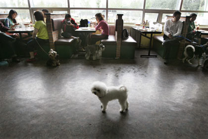 Chinese dog lovers eat at the Coolbaby dog restaurant in Beijing May 20, 2006. The newly opened dog theme park, the first in China's capital, has a playground, a swimming pool, obstacle courses, and a restaurant specially designed for pets. Not only can pets have meals together with their owners, but the recipes offered are based on nutritional science and tailored for dogs of different breeds, ages and sizes. [Reuters]