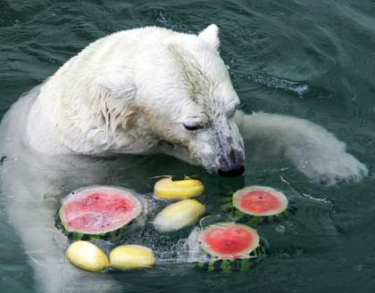 Jennie, a two year old orangutan, leans on an ice block containing bananas at a promotional event to give animals some refreshment during the hot summer weather at Everland, South Korea's largest amusement park, in Yongin, about 50 km (31 miles) south of Seoul, July 30, 2006.