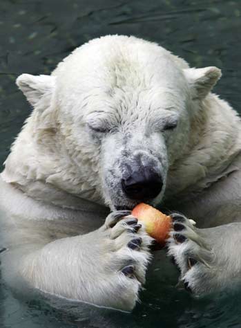 Jennie, a two year old orangutan, leans on an ice block containing bananas at a promotional event to give animals some refreshment during the hot summer weather at Everland, South Korea's largest amusement park, in Yongin, about 50 km (31 miles) south of Seoul, July 30, 2006.